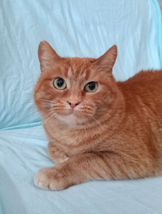 Рыжая стерилизованная кошка ищет дом! Отдам в хорошие руки!