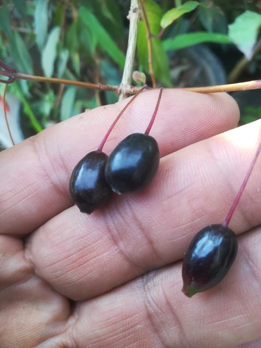 Brincos de Princesa Comestível. Fúchsia Régia