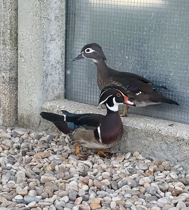 Casal de patos carolinos