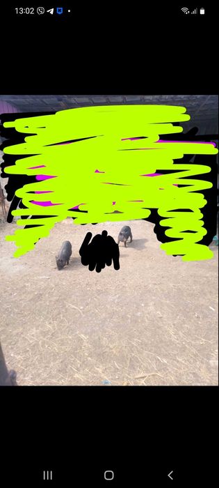 Продам в'єтнамських поросят