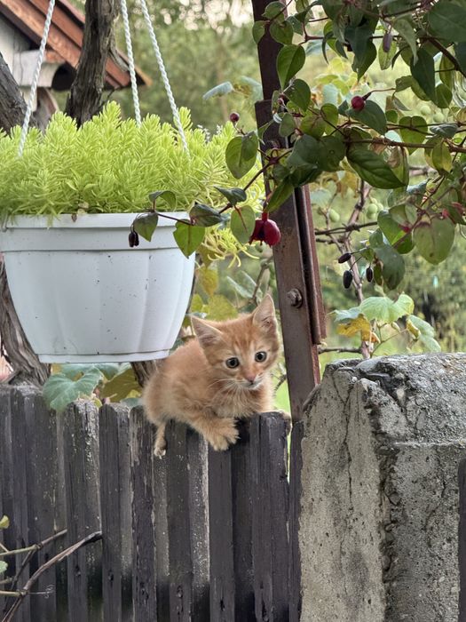 Маленькі котики/кошеня