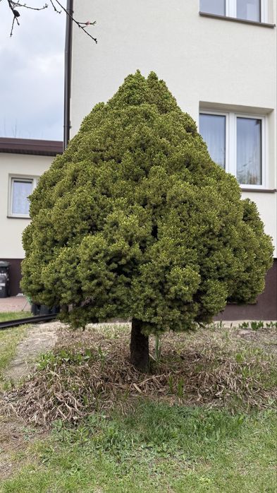 40 letni Świerk biały ‚Conica’