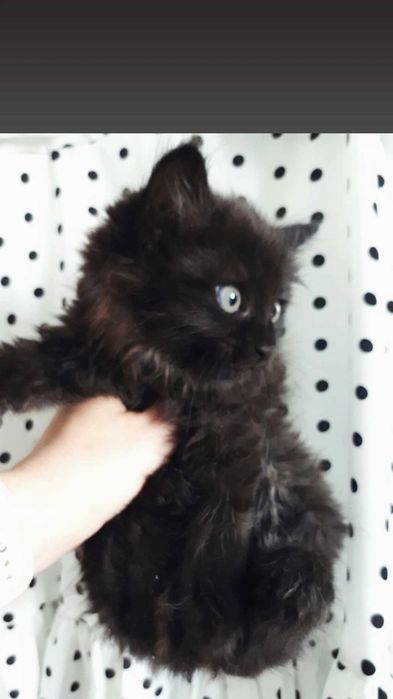 Отдам пушистого черного котенка, 2,5 месяца девочка,