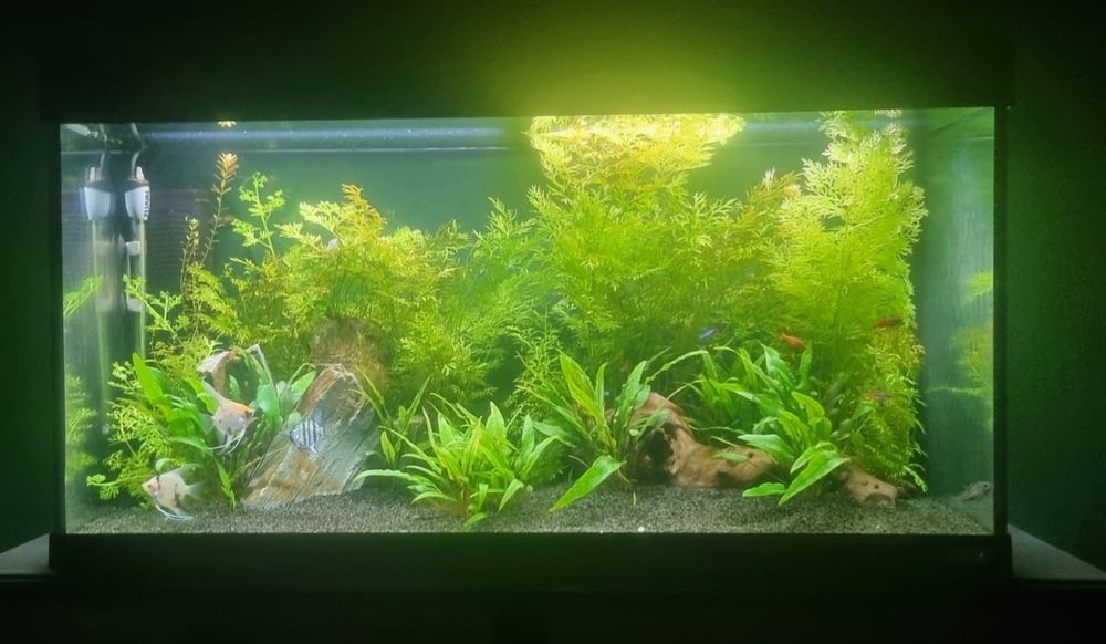 Aquário Fluval 200L com iluminação + Smart Feeder