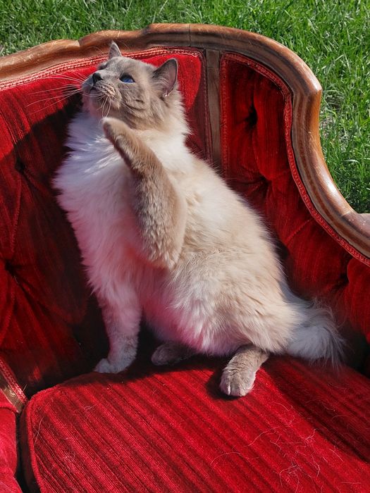 JCH Czak ll  kocureki.FPL/Fife .