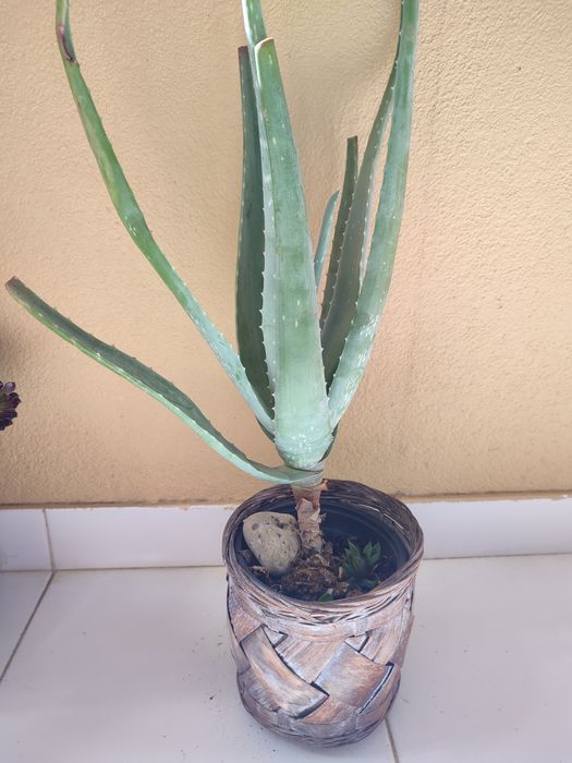 Planta aloé vera