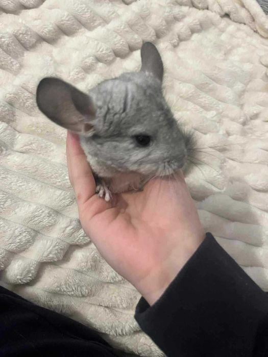 Szynszyle mlode  samica  i samce