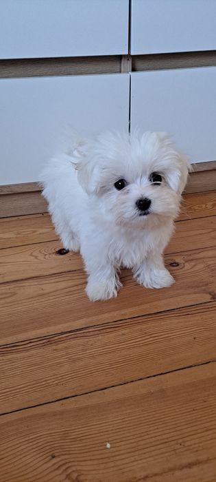 Maltańczyk-mini-piesek