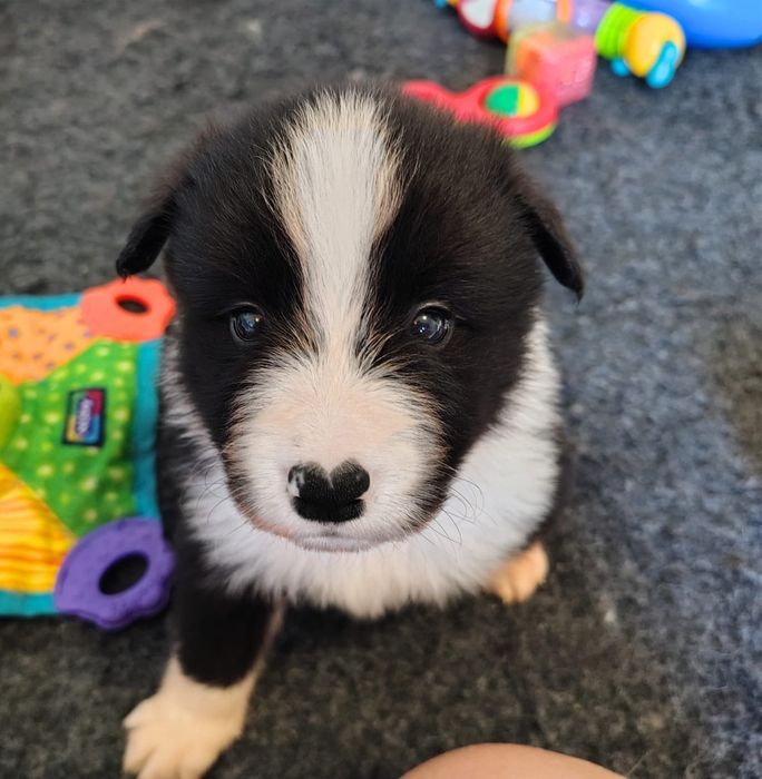 Czarno biały piesek border collie FCI / ZKwP