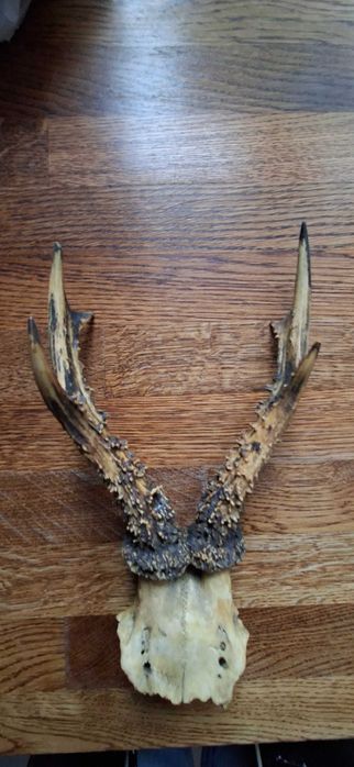 Rogi koziolka z czaszką