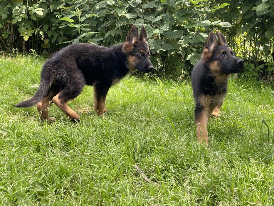 Шикарні малюки, вівчарочки