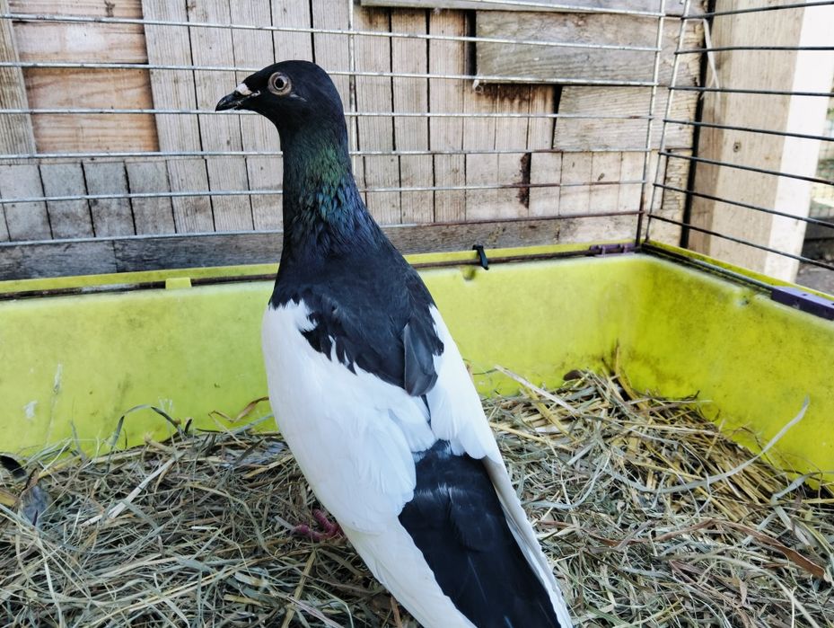 Sprzedam murzyna samica