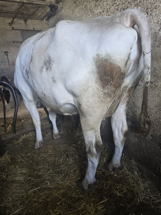 Krowa cielna z pod oceny księga główna