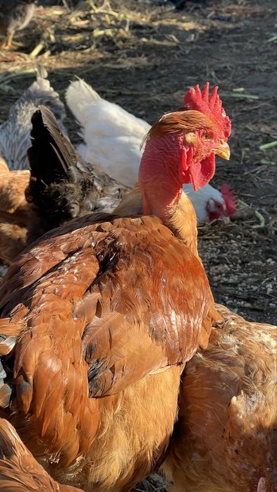 Galo Pescoço Pelado