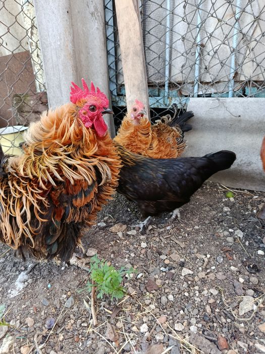 Продам яйцо бентамки