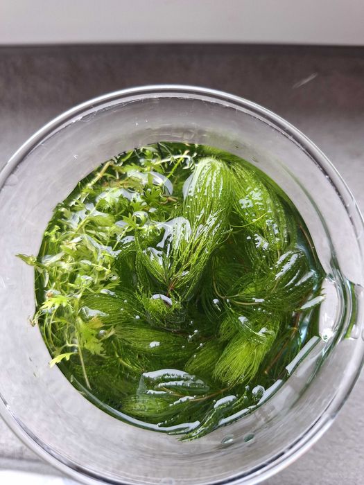 Roślina do akwarium rogatek