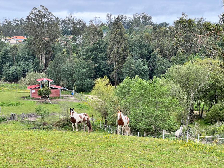 Espaço para festas de aniversário em quinta equestre com vários animais e piscina
