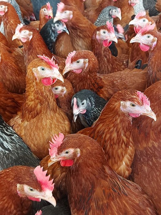 Młode kury nioski ogólnoużytkowe Rosa