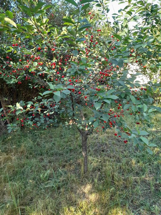 Działka Rod Śnieżka - Widok 3