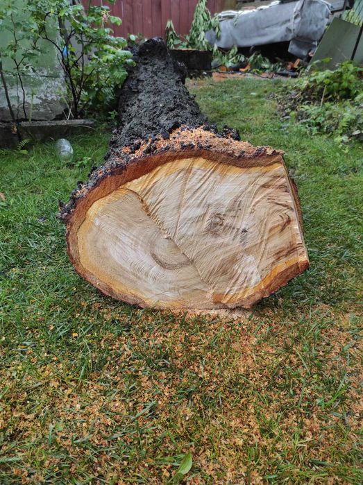 Kłoda czereśnia drzewo drewno pień ok 3m 300cm lub wędzenie wędzarnia