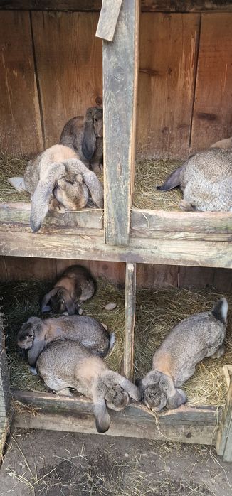 Krolik FBS francuskie barany szare samice, samce