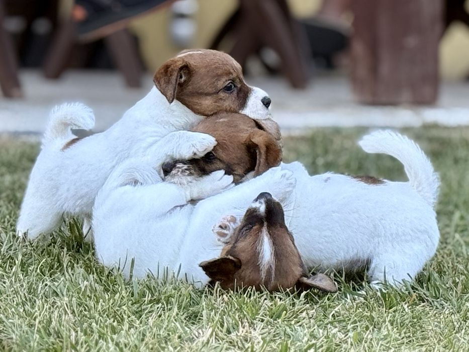 Jack Russell Terrier FCI ZKwP