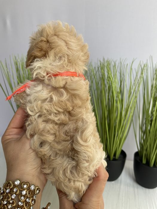 VIP Мальтипу F1  ваш найкращий подарунок літа