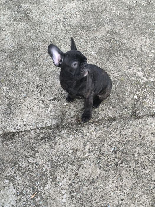 Дівчинка та хлопчик.