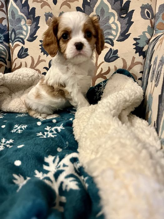 Cavalier King Charles Spaniel