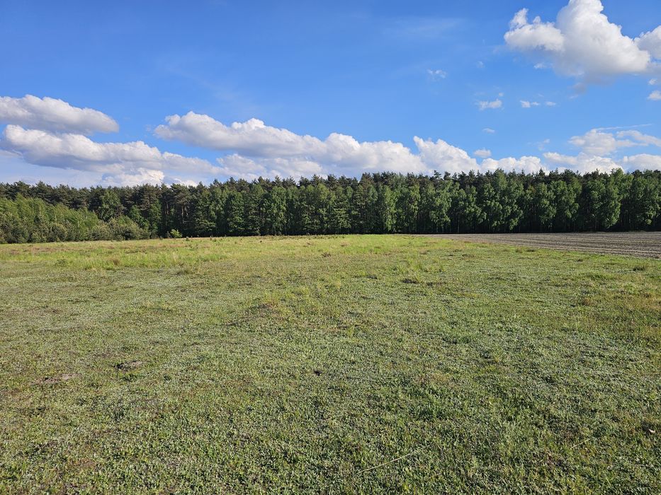 Działki budowlane w otulinie lasów