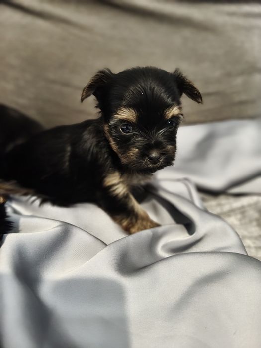 Yorkshire terrier York