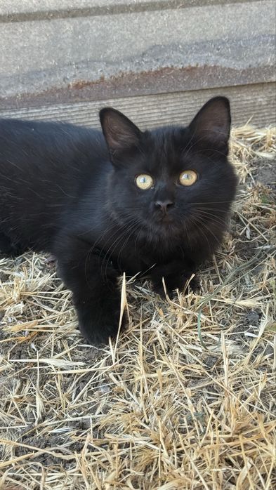 Віддам безкоштовно кошеня (дівчинка)