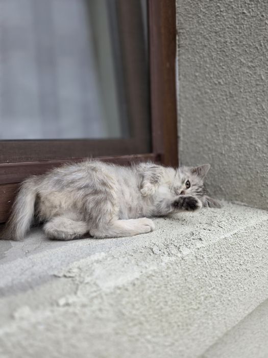 Кошенята дівчинка стерилізую безкоштовно
