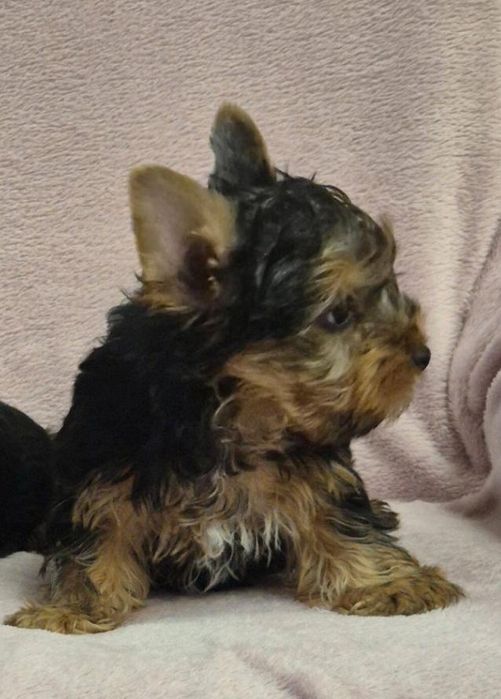 Yorkshire Terrier Mini