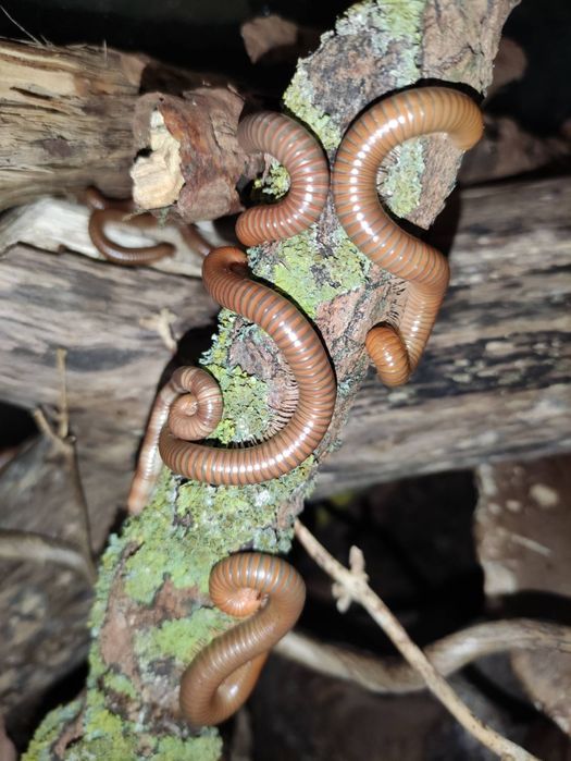 Krocionogi wije "Toffi" Spirostreptus tanzania