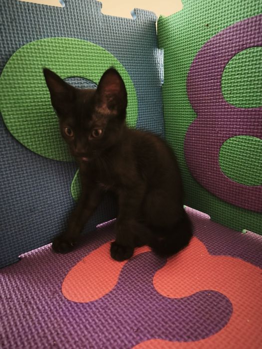 Gatos bebés para adoção