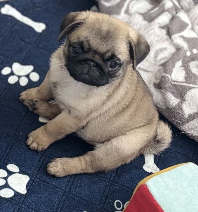 Mops,mopsik chłopiec ZkwP FCI