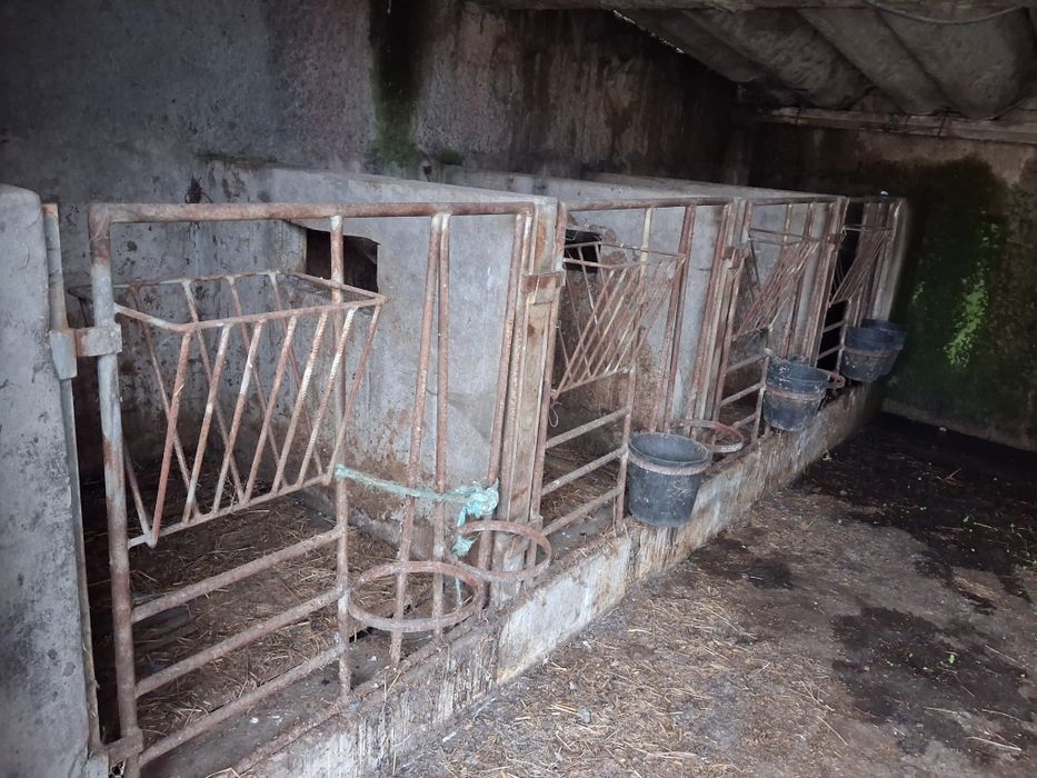 Cornadis para vitelos