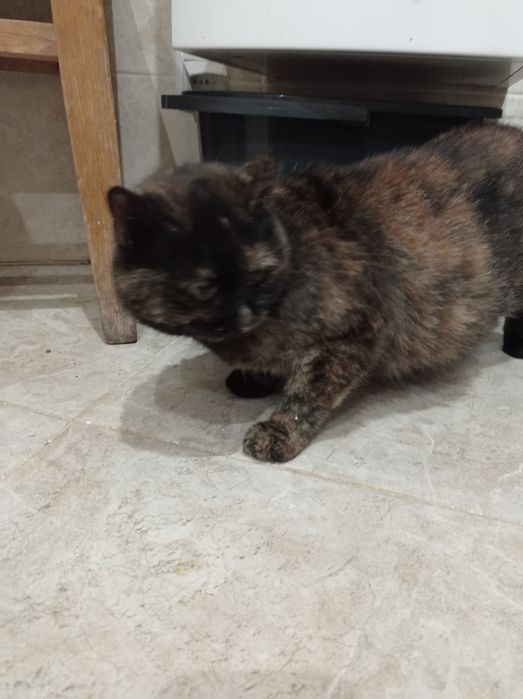 шотландська прямоуха