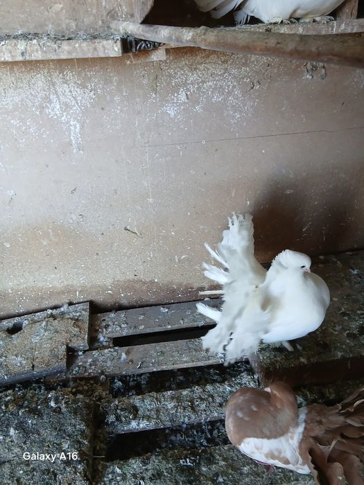 Pombos   Leque casal  50€