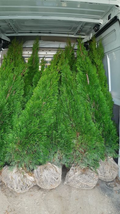 Tuje Szmaragd 160-180cm