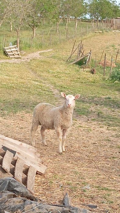 Borregos machos Cruzados de Berrichon du Cher