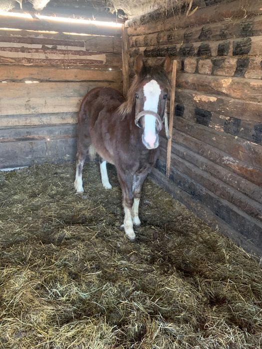 Продам жеребчика