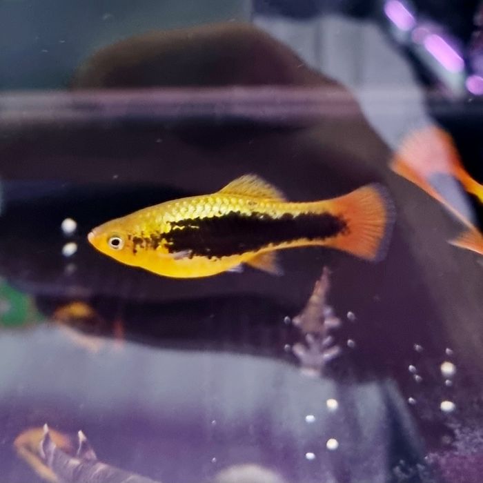 Zmienniak wielobarwny (HAWAII) (platka)