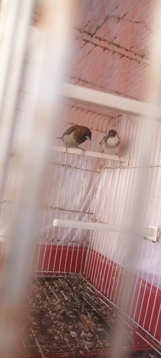 Bengalins 15€ casal