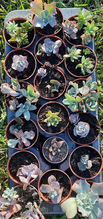 VASOS Suculentas reprodução caseira adaptadas ao tempo.