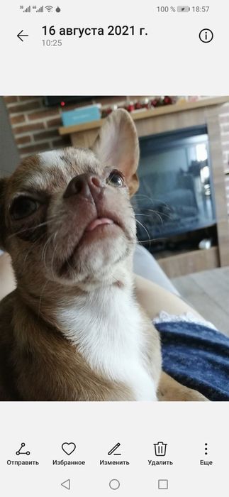 Срочно продам щенка Чихуахуа подросток.