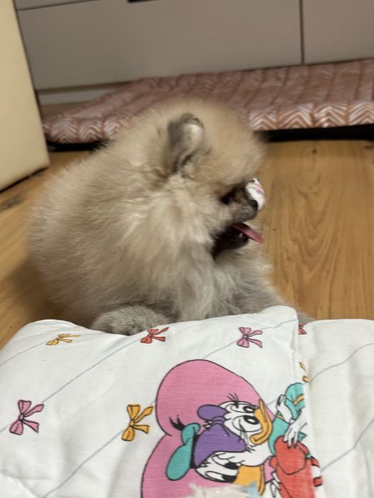 Malutki szpic  miniaturowy pomeranian