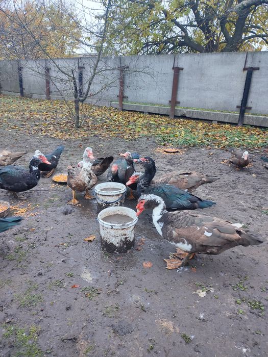 Продам качок шипунів