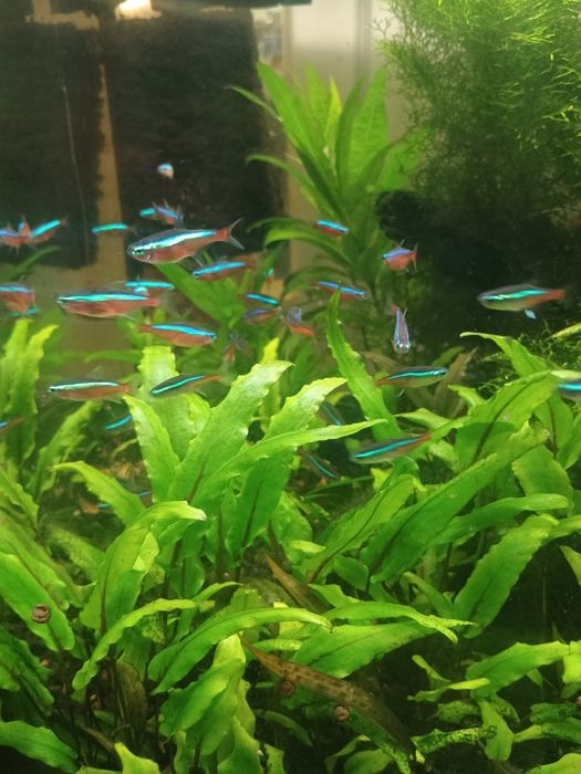 Продам рибок мирних